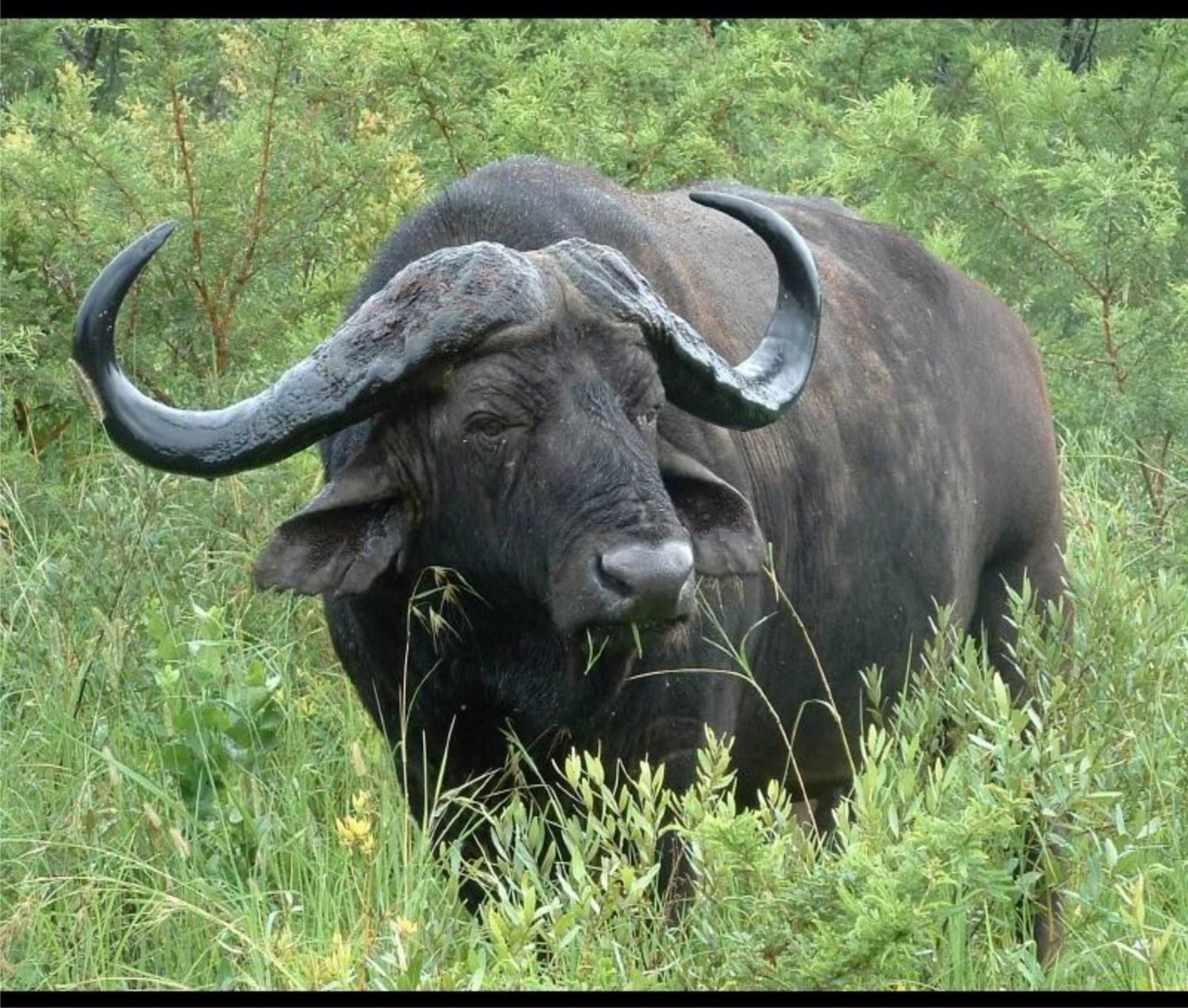 Leopard Mountain Safari Lodge Manyoni Private Game Reserve Εξωτερικό φωτογραφία