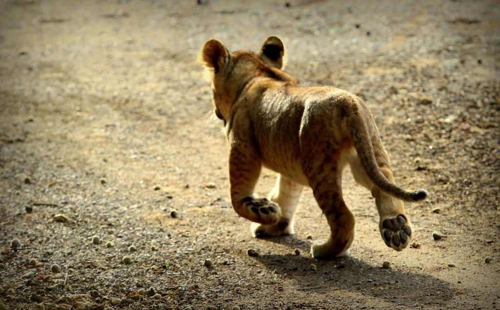 Leopard Mountain Safari Lodge Manyoni Private Game Reserve Εξωτερικό φωτογραφία