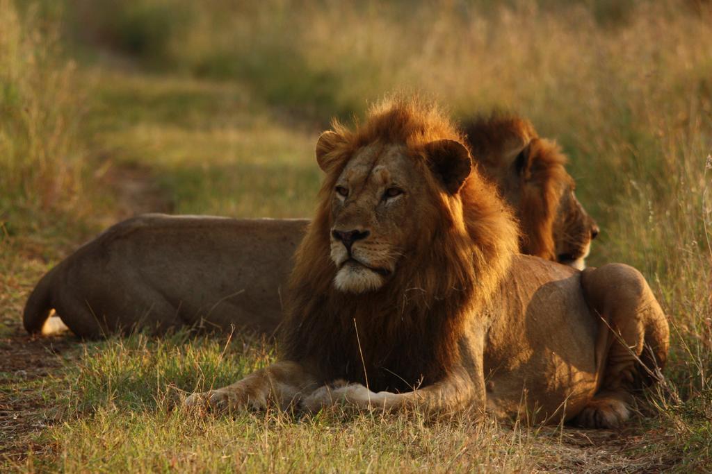 Leopard Mountain Safari Lodge Manyoni Private Game Reserve Εξωτερικό φωτογραφία