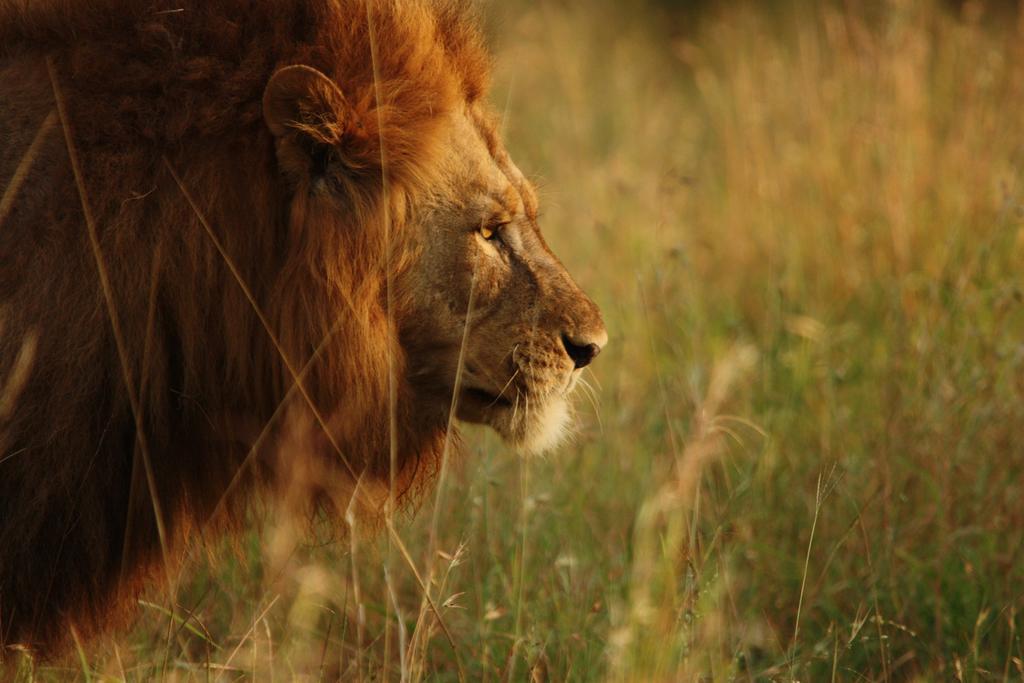 Leopard Mountain Safari Lodge Manyoni Private Game Reserve Εξωτερικό φωτογραφία
