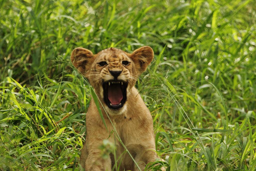 Leopard Mountain Safari Lodge Manyoni Private Game Reserve Εξωτερικό φωτογραφία