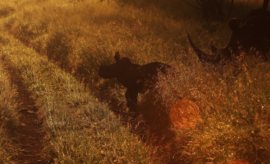 Leopard Mountain Safari Lodge Manyoni Private Game Reserve Εξωτερικό φωτογραφία