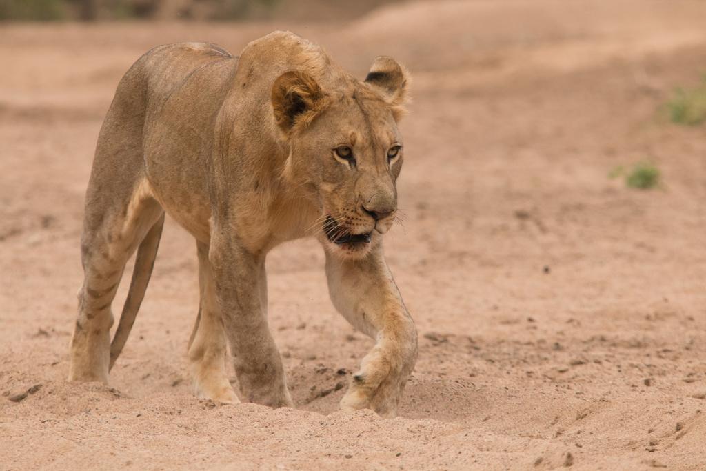 Leopard Mountain Safari Lodge Manyoni Private Game Reserve Εξωτερικό φωτογραφία