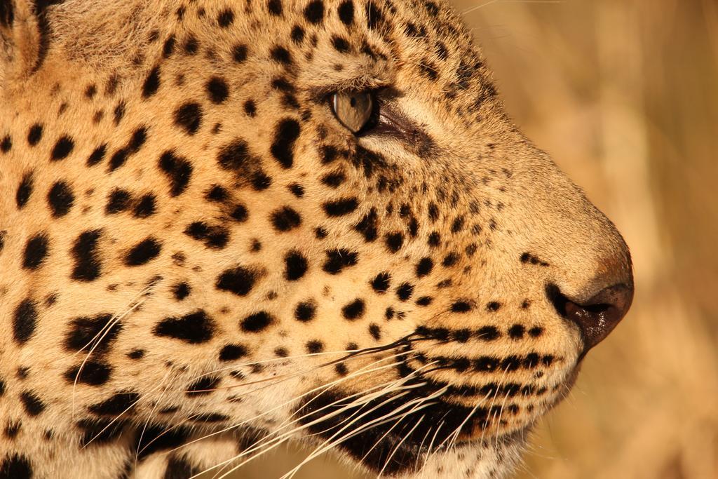 Leopard Mountain Safari Lodge Manyoni Private Game Reserve Εξωτερικό φωτογραφία