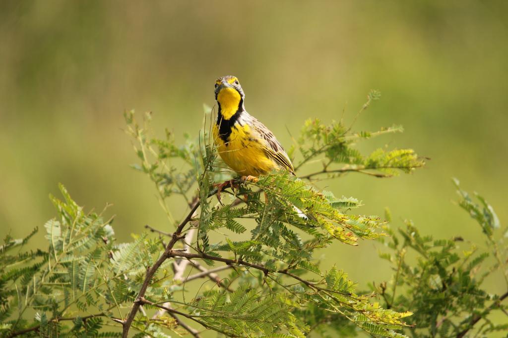 Leopard Mountain Safari Lodge Manyoni Private Game Reserve Εξωτερικό φωτογραφία